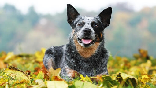 Blue heeler sale hypoallergenic